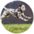 Menu icon